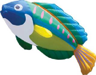 Peacock Wrasse