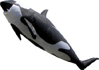 Killer Whale